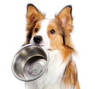 "Farmina": Essen für Hunde, Qualität und lecker