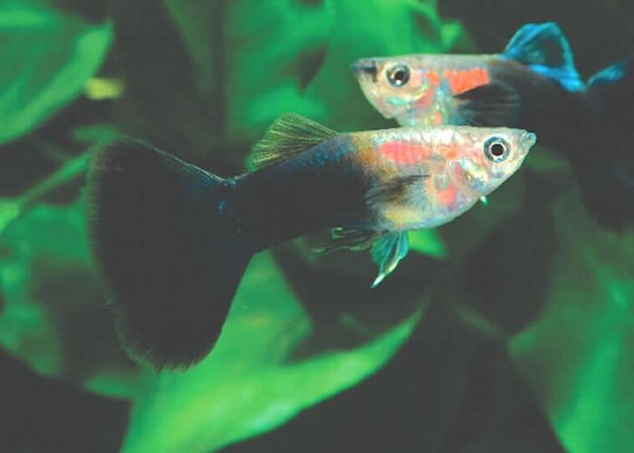 Guppy - Aquarium Fisch: Inhalt, Pflege, Reproduktion