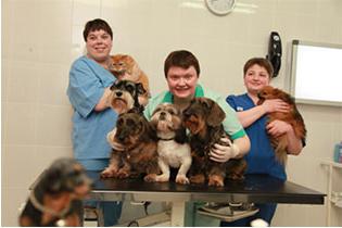 Tierklinik in Lipetsk. Wem kannst du das Leben deines Haustieres anvertrauen?