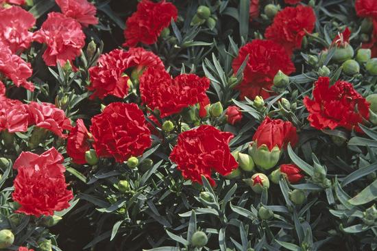 Carnation türkisch: das Herauswachsen von Samen ist einfach!
