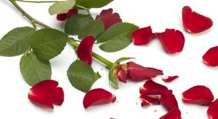 Wie man eine Rose mit Stecklingen vermehrt: Vorbereitung, Bewurzelung, Pflanzung