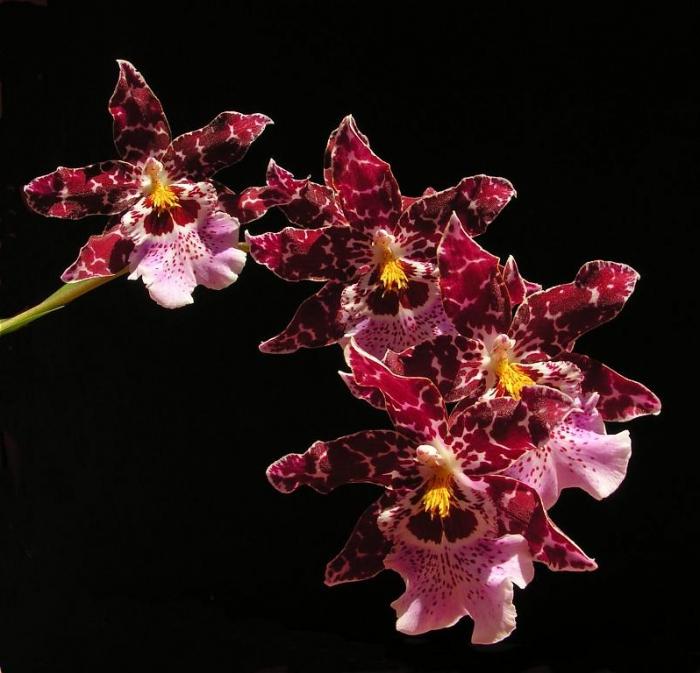 Cumbria - eine Orchidee für Phalaenopsis-Kranke
