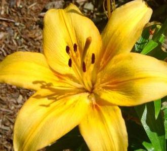 Wann und wie man Lilien verpflanzt: Tipps für Gärtner