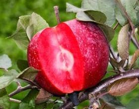 Wann Apfel geerntet werden soll: Tipps von Profis