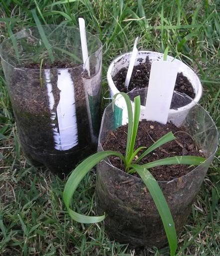 Wann man Lilien anpflanzt: Tipps für Gärtner