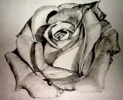 Wie zeichne eine Rose in Bleistift: Schritt für Schritt Training