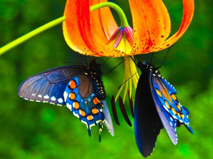 Wie essen Schmetterlinge: Was essen sie in der Wildnis und zu Hause?