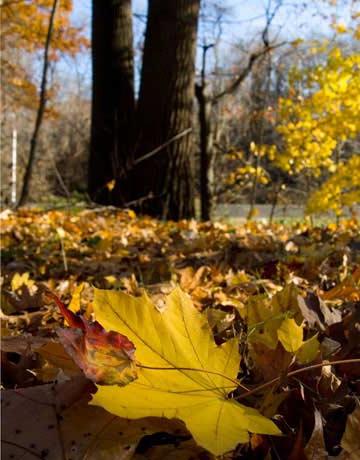 Warum verfärben sich die Blätter im Herbst? Wir werden es herausfinden!