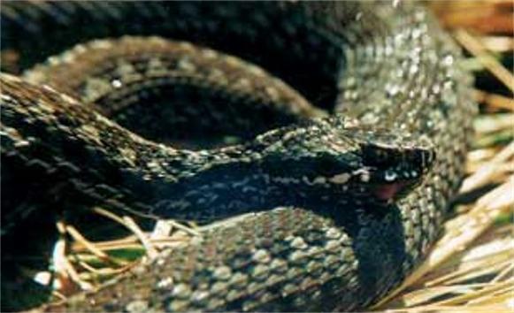 Die häufigsten Schlangen der Region Rostow