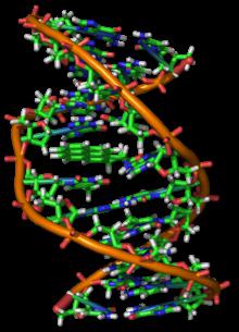 Funktionen der DNA und ihrer Struktur