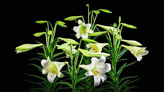 Blumen weiße Lilie medizinische Eigenschaften