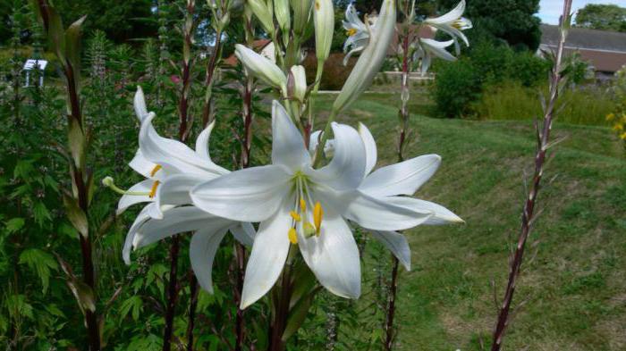 weiße Lilie Verwendung von medizinischen Eigenschaften