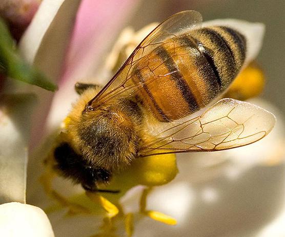 Bienen-Propolis. Was heilt diese einzigartige Substanz?