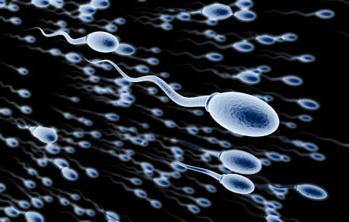 Wie lange leben Spermien?